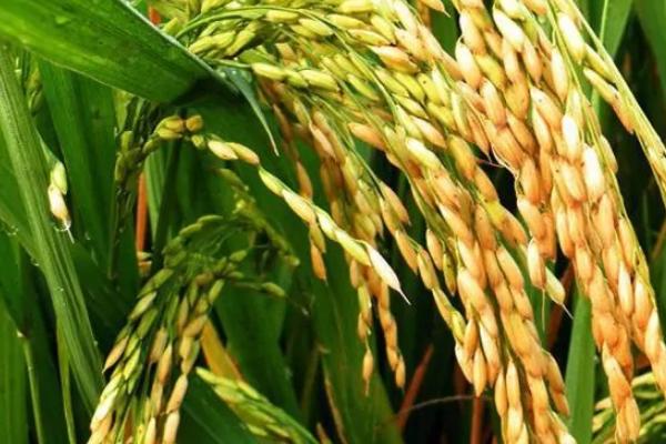 腾籼2号水稻种简介，保证品种的特性和质量