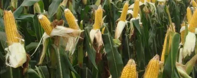大唐16玉米品种简介，密度4500株/亩