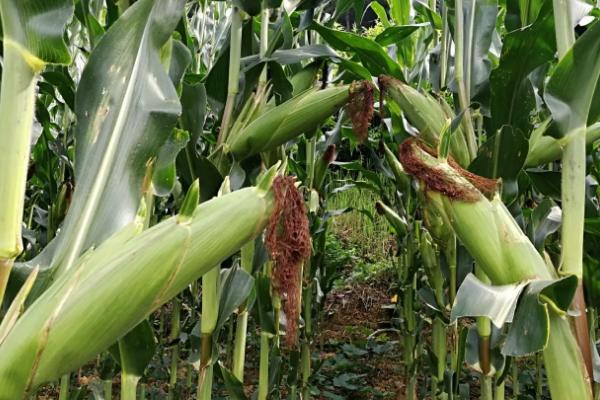 陕科6号玉米品种的特性，种植密度4000株/亩