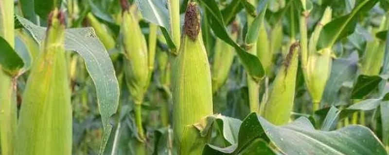 陕单610玉米种子介绍，注意防治病虫害