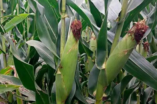 陕科6号玉米品种的特性，种植密度4000株/亩
