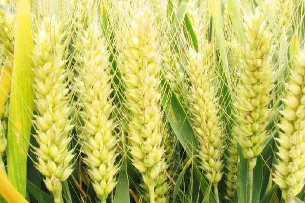西农921小麦种子特点，属半冬性中早熟品种