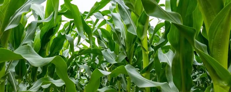 亿阳339玉米种子特征特性，注意防治病虫害