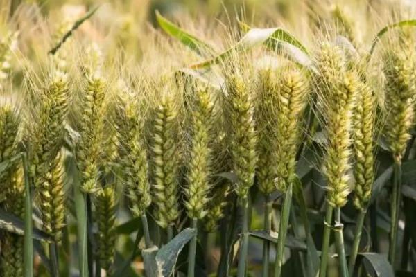 西农920小麦品种的特性，属半冬性中熟品种
