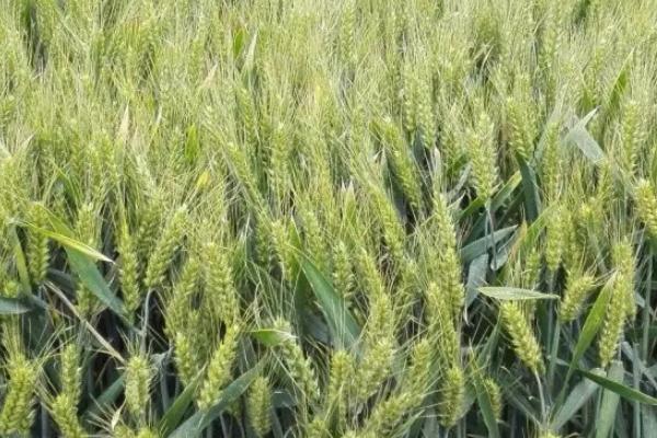 西农920小麦品种的特性，属半冬性中熟品种