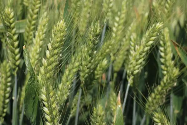 荣华661小麦种子简介，适宜播期10月上中旬