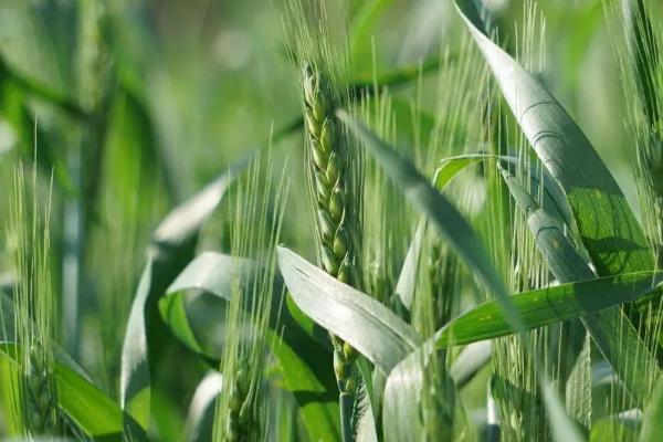 西农921小麦种子特点，属半冬性中早熟品种