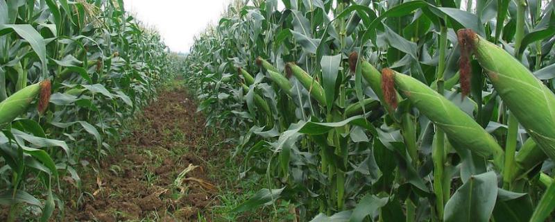 甘玉甜5号玉米种子特点，种植密度每亩4500株