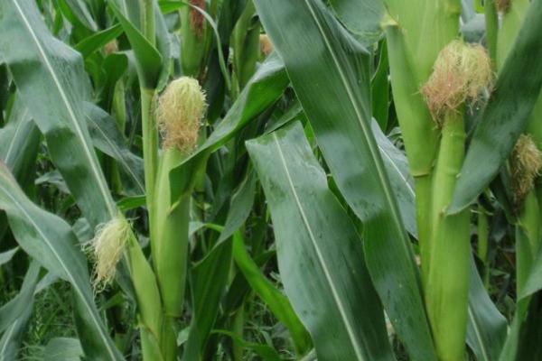 隆丰甜6号玉米种子介绍，基肥应每亩施50千克