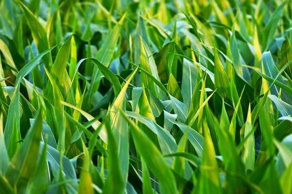 朝糯608玉米种简介，基肥应每亩施40千克