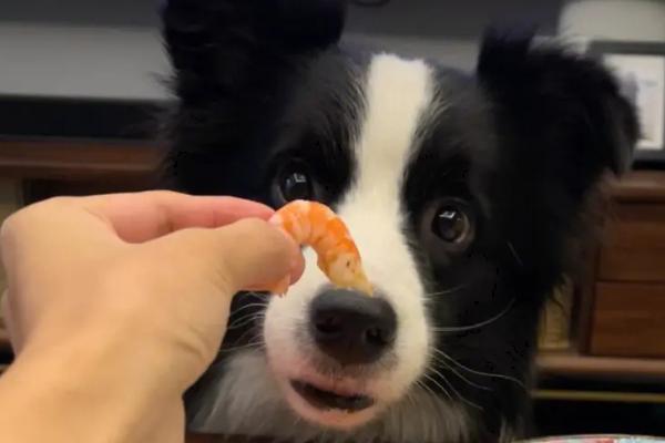 狗能不能吃虾，可以适量吃虾肉