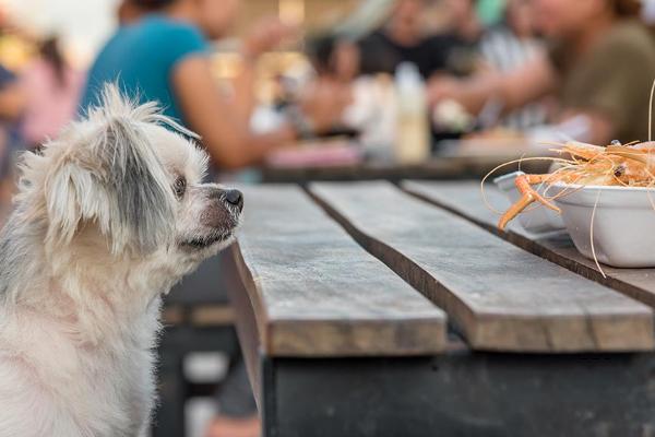 狗能不能吃虾，可以适量吃虾肉
