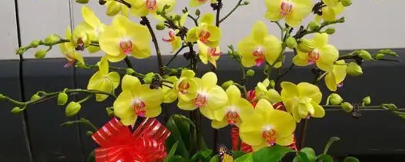 黄蝴蝶兰的花语，寓意活泼可爱、飞向幸福等