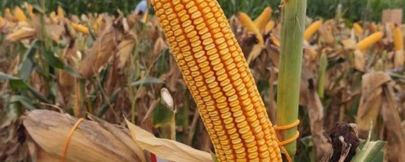 士惠628玉米品种简介，每亩种植密度为3500-3800株