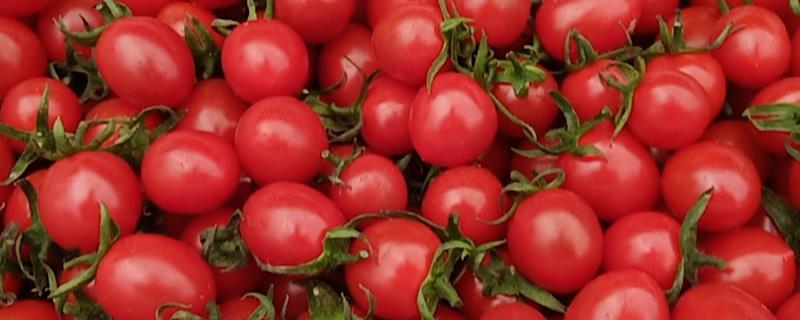 玲珑小番茄和千禧圣女果的区别，外形、品种和口感均不同