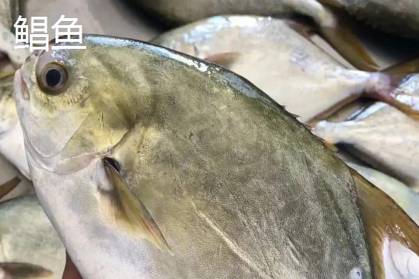 金鲳鱼和鲳鱼一样吗，不是同一种鱼