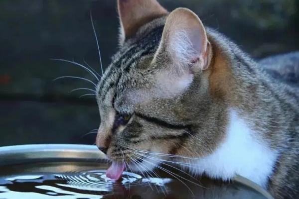 猫咪为什么喜欢去卫生间喝水，可能是猫喜欢活水