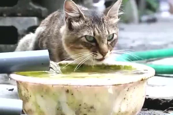 猫咪为什么喜欢去卫生间喝水，可能是猫喜欢活水