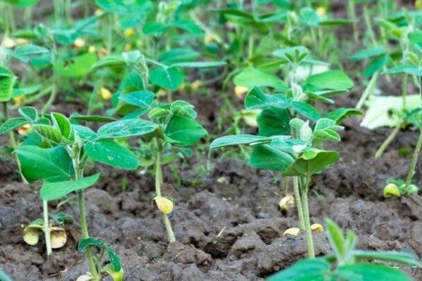 黄豆苗前药害怎么解决，可追施肥料促进植株恢复生长