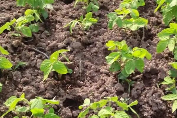 黄豆苗前药害怎么解决，可追施肥料促进植株恢复生长