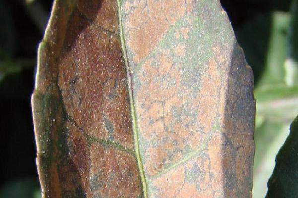 常见的害虫种类，包括卫生害虫、农业害虫、贮谷害虫等类型