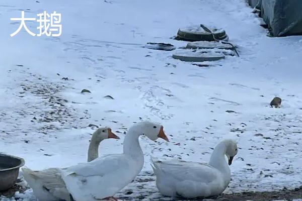 天鹅吃什么，主要以水生植物为食