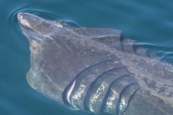 姥鲨以什么为食，以浮游生物、小型鱼类、虾类为食
