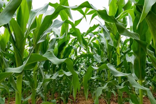 东北丰2125玉米品种的特性，栽培密度为5500株/亩