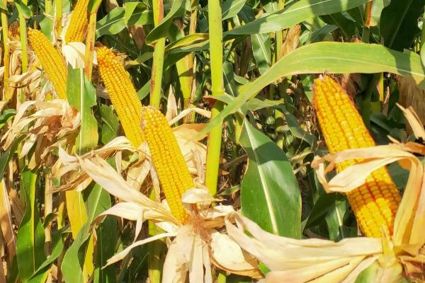 丰州506玉米种子特点，出苗至成熟118.0天