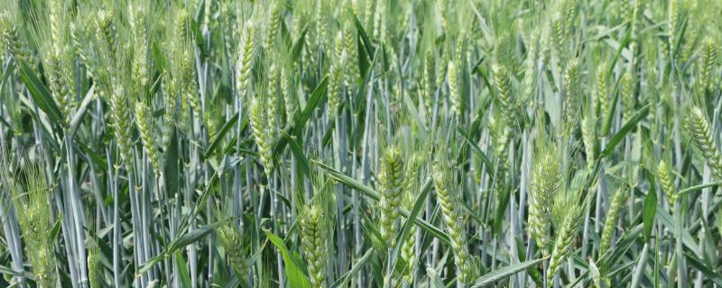 华垦麦1号小麦种子特点，平均生育期93天