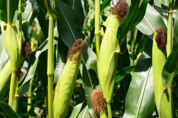 丰州506玉米种子特点，出苗至成熟118.0天