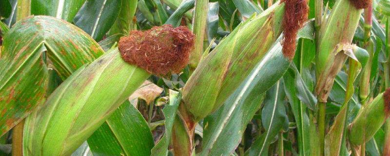 DK8518玉米种子介绍，中抗茎腐病