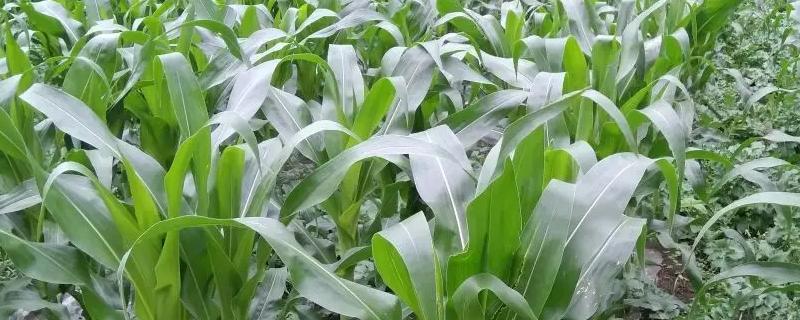 高科309（GRS7501）玉米种子特点，出苗至成熟128.4天
