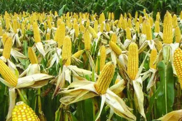 东润228玉米品种的特性，中等肥力以上地块均可以种植