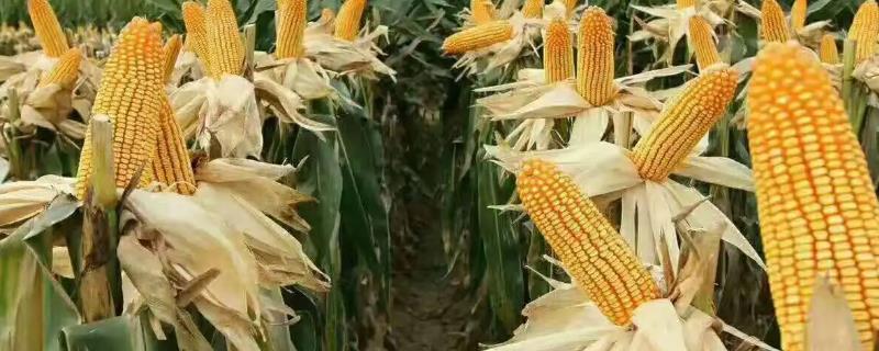 葫玉909玉米品种的特性，应选择肥力较好的地块种植