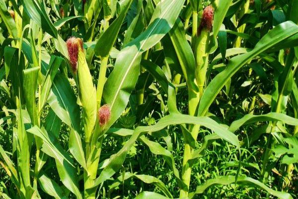 五福618玉米品种的特性，辽宁省春播生育期129天