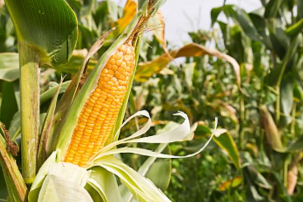 兴业100玉米种子特征特性，适宜密度为4000株/亩左右