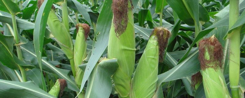 五福618玉米品种的特性，辽宁省春播生育期129天