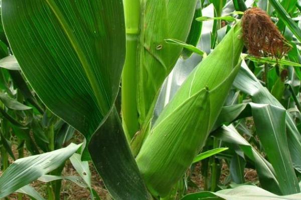 东萌899玉米品种简介，保苗密度以4500株/亩为宜