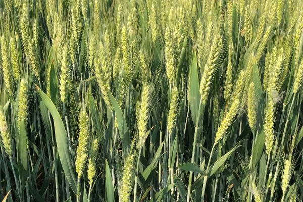 铁麦9号小麦种子特点，小穗着生密度中