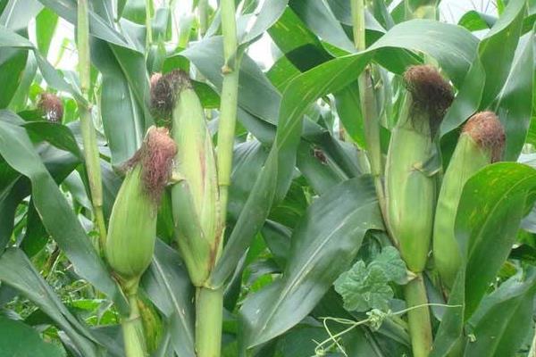 锦糯6号玉米种子特点，种植密度为3500株/亩