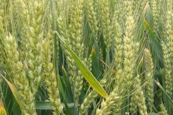 辽春34小麦种子介绍，播种深度3～4厘米