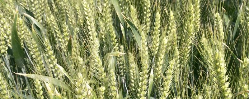 辽春41（黑）小麦品种简介，播种深度3～4厘米