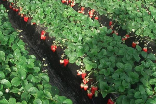 露天草莓种植技术，每年的3月下旬到4月中旬进行