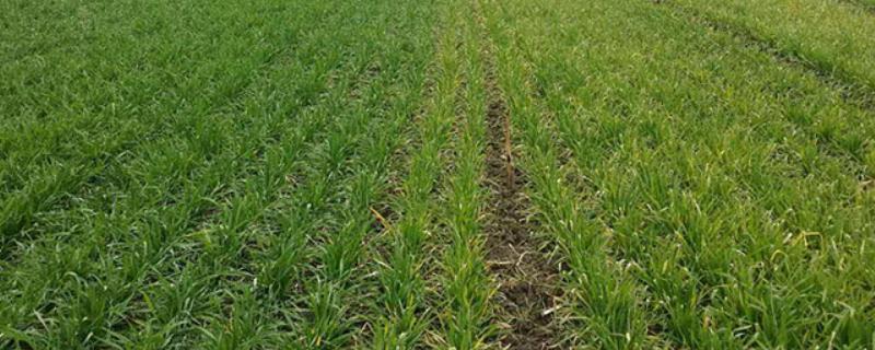 冬小麦的种植时间，通常在9月中下旬至10月上旬