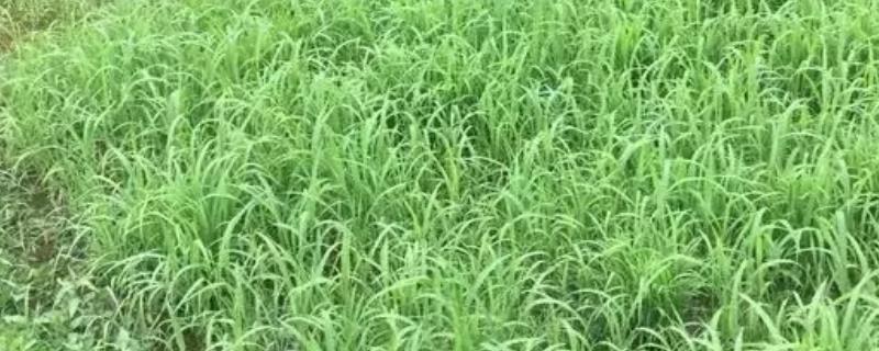 小米草种子的种植方法，播种时间根据温度来决定