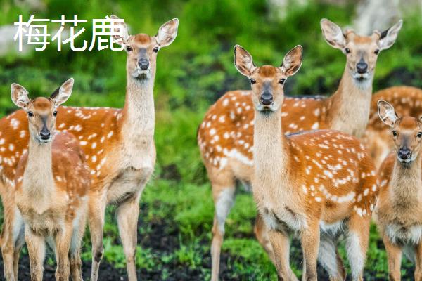 梅花鹿生活在什么地方，主要生活在森林的边缘和山地草原地