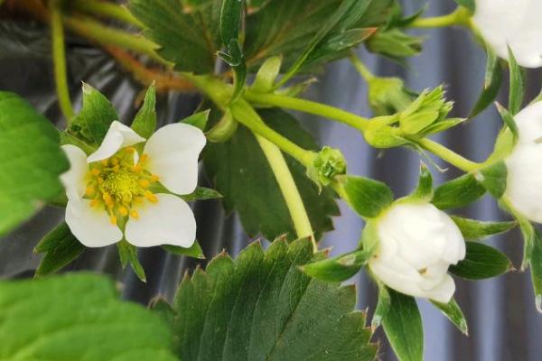 草莓几月开花结果，4-5月开花6-7月结果