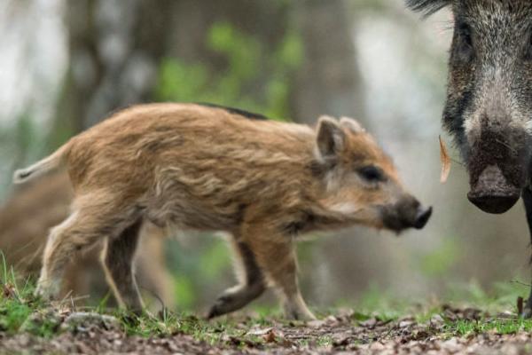 山猪吃什么，一般是吃野草、野菜、野果等