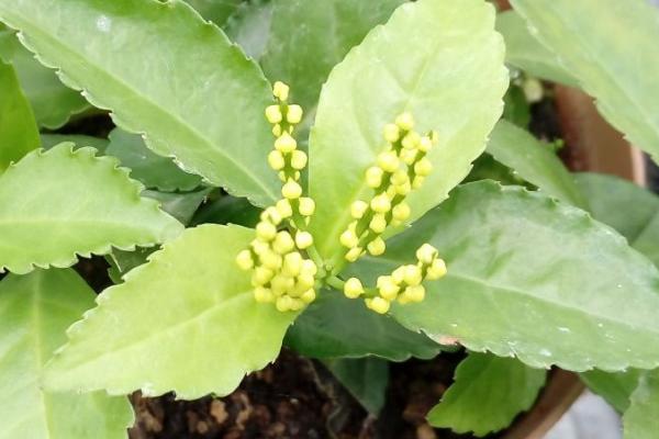 盆栽珠兰的养护方法，常用压条、扦插和分株繁殖